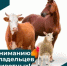 Внимание владельцам сельскохозяйственных и домашних животных! - Бакалинский район