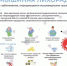 Как не заболеть мышиной лихорадкой? - Бакалинский район